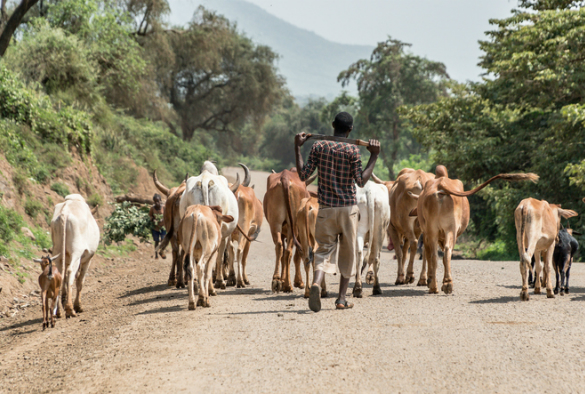 Livestock in road in Africa
