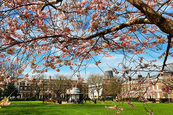 Abercromby Square University of Liverpool