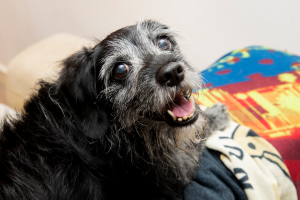 Small black and grey elderly dog