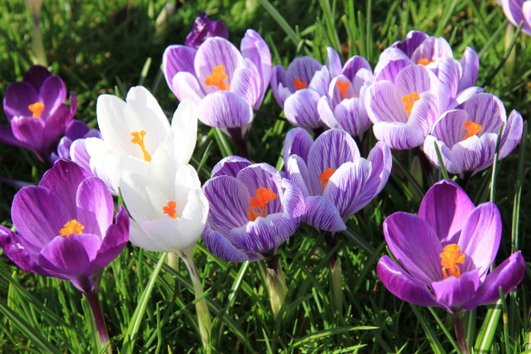 photo of crocus spring flowers
