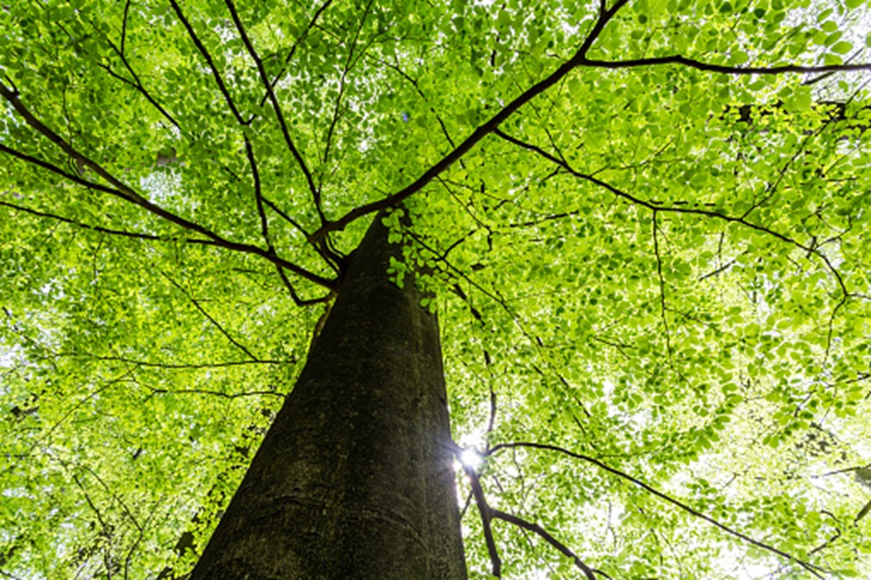 Low angle photo view of large beech tree