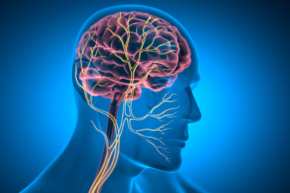 Artwork depicting human brain cross section with vagus nerve highlighted